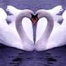 Prospect Park Swans Finally Find Peace